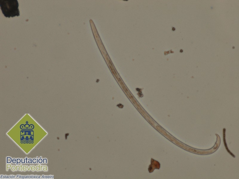 Bursaphelenchus xylophilus - Adulto.jpg